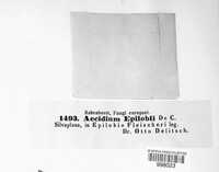 Puccinia pulverulenta image